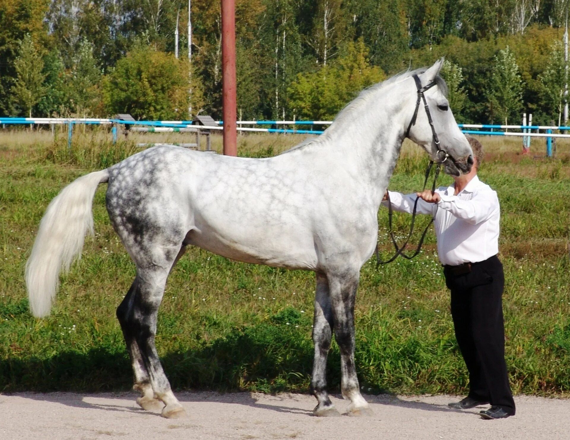 Лошадь породы Орловский рысак. Орловский рысак (Орловская рысистая). Орловский рысак серый в яблоках. Орловский рысак галоп. Орловская лошадь описание породы