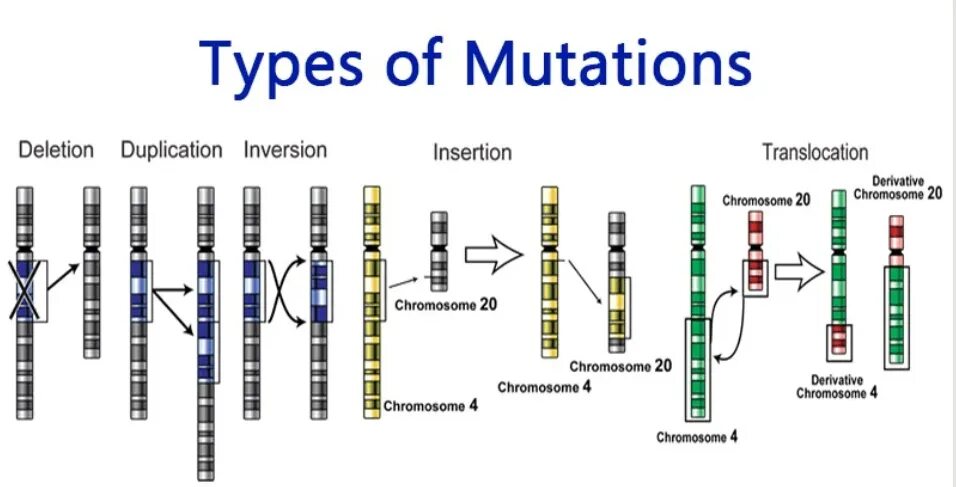 Мутационная изменчивость кратко. Мутации 2023. Дорама поезд субтитры. Metal игра. Львы спариваются.
