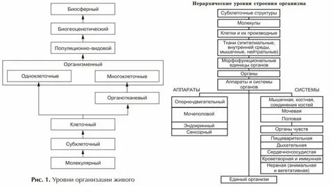 Организменный уровень структура