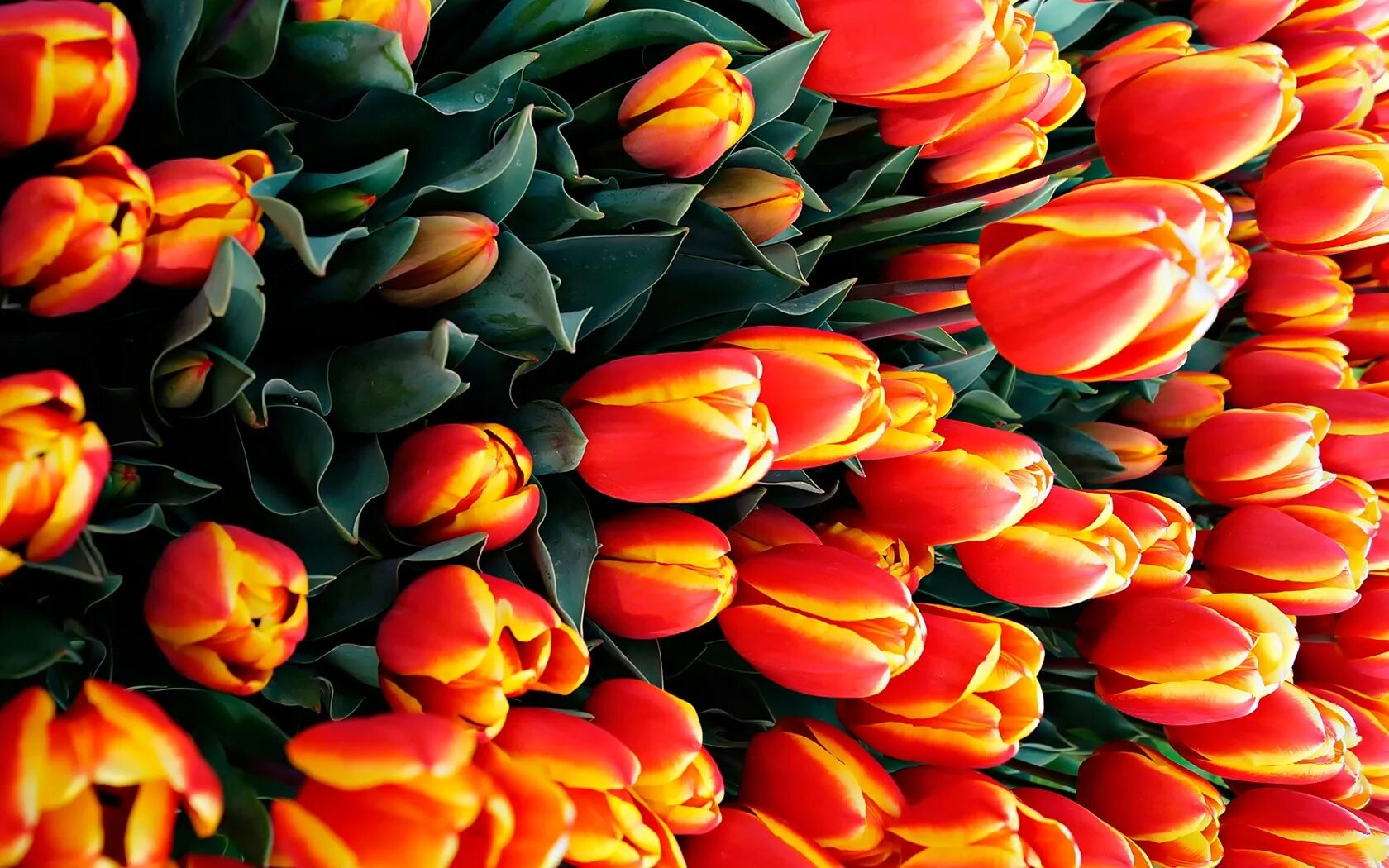 Покажи цветы тюльпаны. Тюльпан оранж шерпа. Мелкоцветные тюльпаны. Лалибела тюльпан оранжевый. Тюльпан Джаника оранжевые.