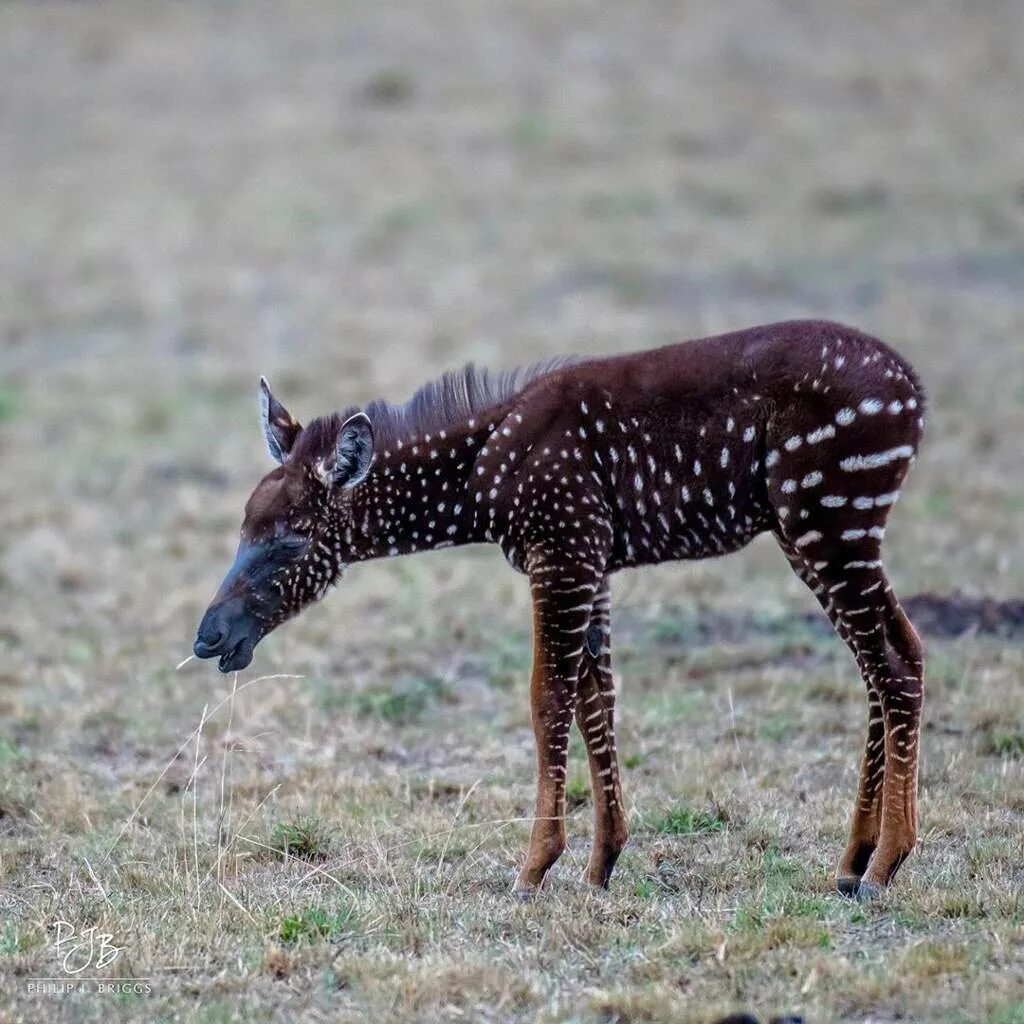Полосатый опоссум. Сумчатые медведи австралии. Тигролев гибрид тигра и львицы. Морда тапира. Селекция зеброид.