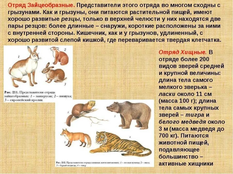 Представители отряда зайцеобразные класса млекопитающие. Зубные системы млекопитающих зайцеобразные. Биология 7 класс отряды Грызуны и зайцеобразные. Отряды млекопитающих 7 класс биология
