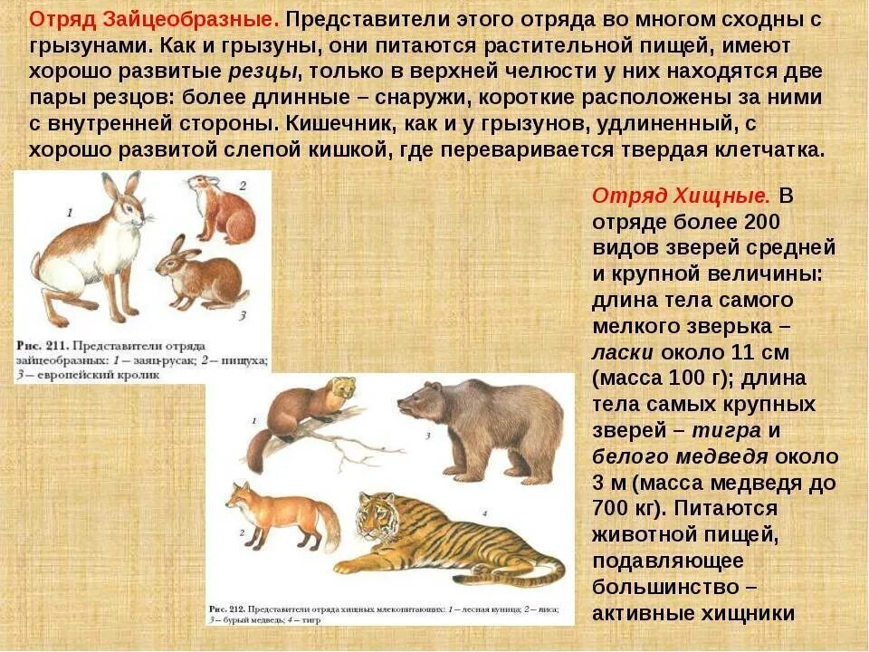 Млекопитающие отряд зайцеобразные представители. Представители отряда зайцеобразные класса млекопитающие. Зайцеобразные млекопитающие характеристика. Отряды млекопитающих 7 класс биология. Высшие млекопитающие характеристика