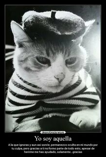 Кот франций