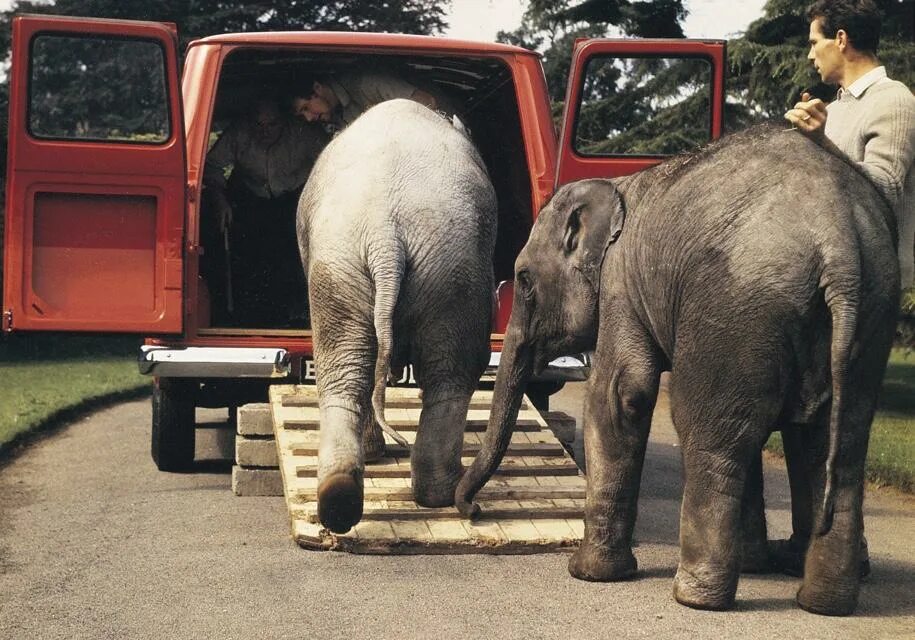 Машина слон. Машина для перевозки слонов. Elephant car