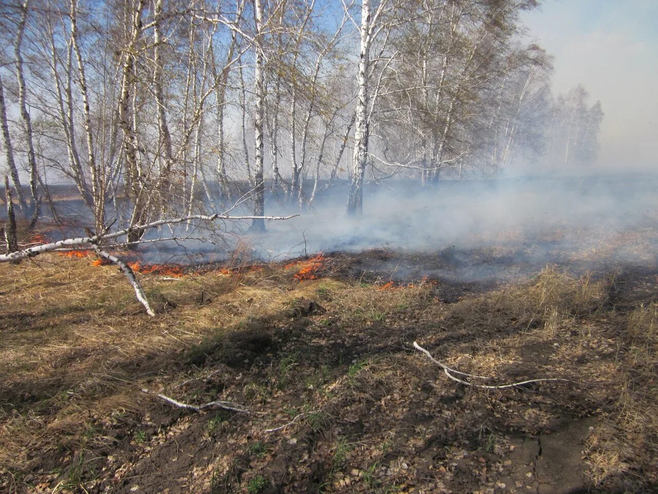 Пожар в лесу. Термоточки. Пожароопасный период в Омской области.