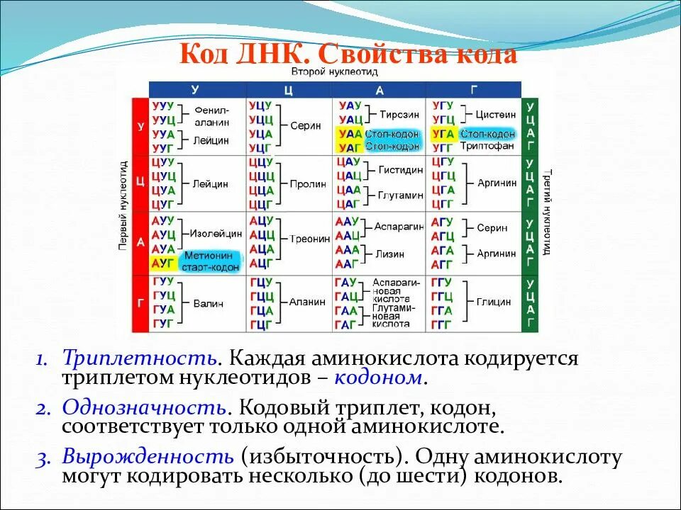 Сколько нуклеотидов содержат гены. Таблица кодонов аминокислот РНК. Таблица кодонов ДНК. Таблица кодонов аминокислот ДНК. Триплеты кодирующие аминокислоты.