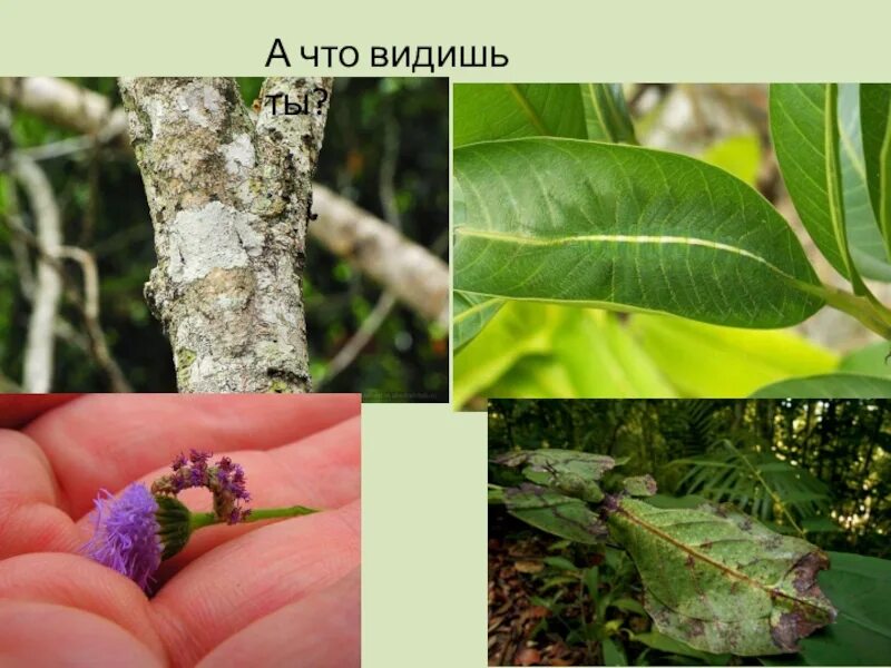 След мимикрия с отягчающими. Мимикрия вавилова. мимикрия примеры животных. примеры мимикрии у животных в природе. мимикрия 5 класс.