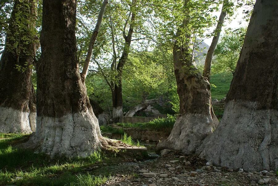 Карта чинары. Карта чинары
