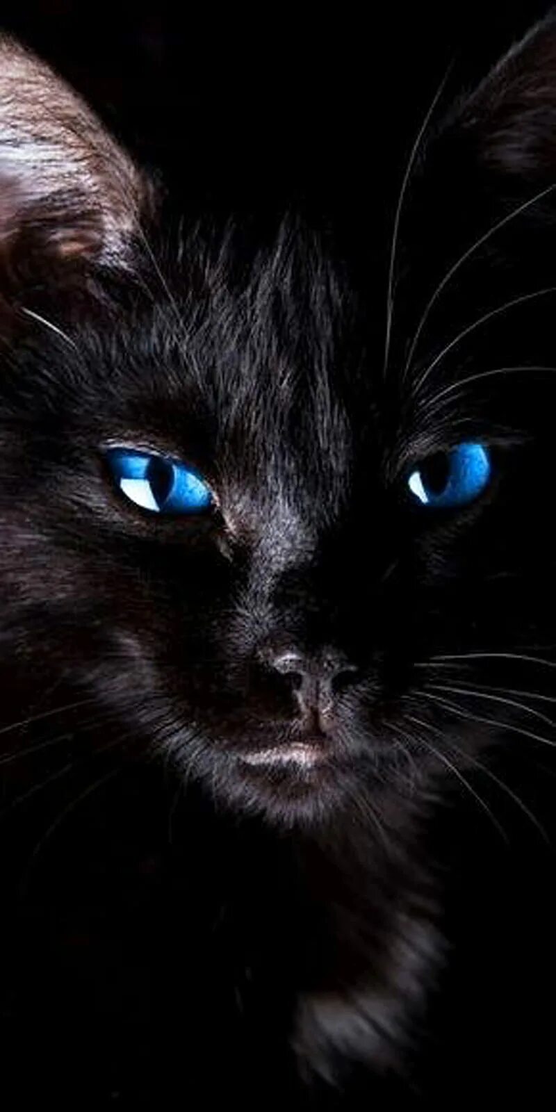 Чёрная кошка с голубыми глазами. Черный кот с голубыми глазами. Череый кои с нрлубыми нлахами. Чёрный кот с синими глазами. Черная глазая
