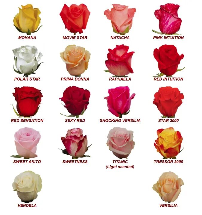 Сколько весят цветы. Сорта эквадорских роз. Сорта голландских и эквадорских роз. Сорта роз Эквадор. Сорта роз срезка Эквадор.