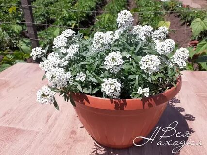 Как черенковать алиссум сноу принцесс