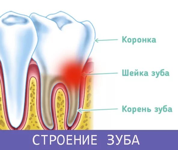 Зуб строение молочные постоянные зубы. Глубокий пришеечный кариес. строение зуба коронка шейка корень.