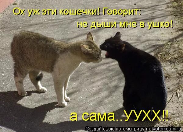 ты еще обижаешься картинки. кошка мятик.