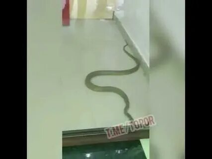 Змея умирает песня