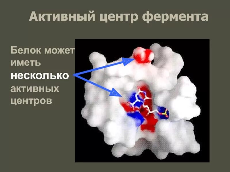 Активный центр белков. Активный белок - фермент. Белки ферменты. Центры ферментов. Активная группа фермента