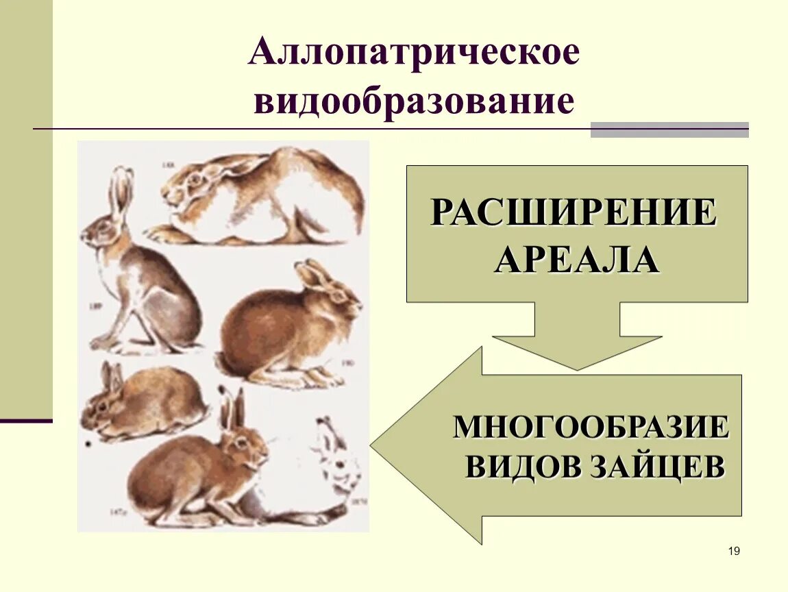 Аллопатрическая изоляция. Аллопатрическое видообразование. Видообразование биология. Схема видообразования 9 класс.