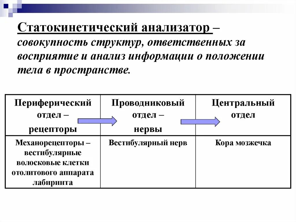 Схема зрительного анализатора человека 8 класс. Сведения о анализаторах. Характеристика анализаторов. Сведения о анализаторах. Понятие об анализатора.