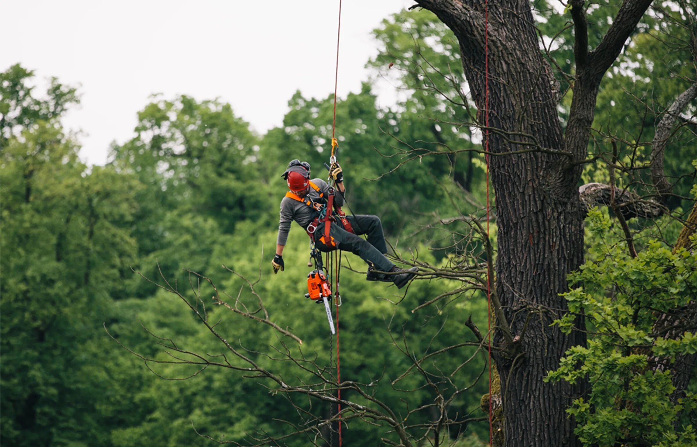 Арборист профессия. Арборист профессия. Арборист. Арборист это. Альпинизм на деревьях.