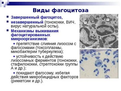 Методы оценки фагоцитирующих клеток