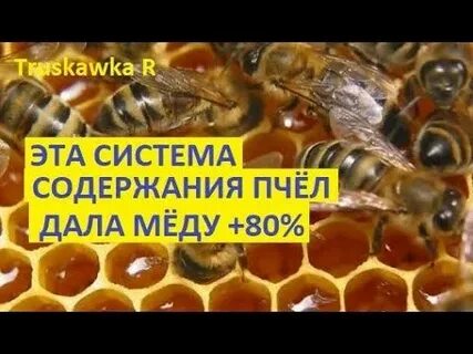 Пчелы методы содержания
