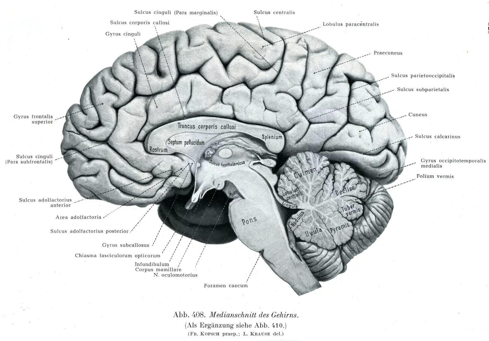 Sulcus corporis callosi борозда мозолистого тела. Splenium corporis callosi анатомия. Sulcus corporis callosi анатомия. Парагиппокампальная извилина Синельников. Воспаление головного мозга латынь