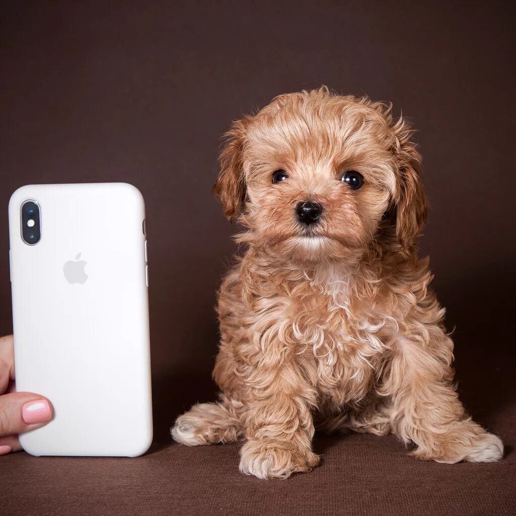 Maltipoo ❤ Мальтипу, Собачки, Ландшафт