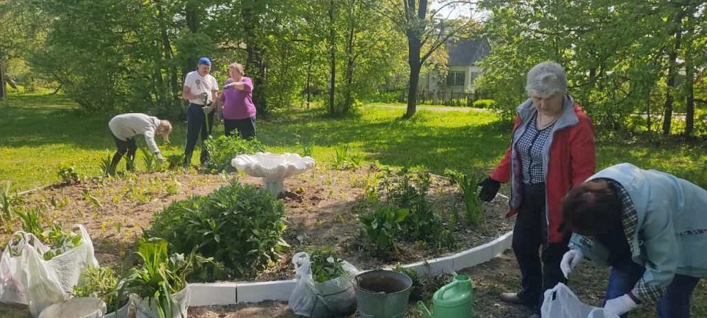 Акция цветы для клумбы. Востряково 1 мая