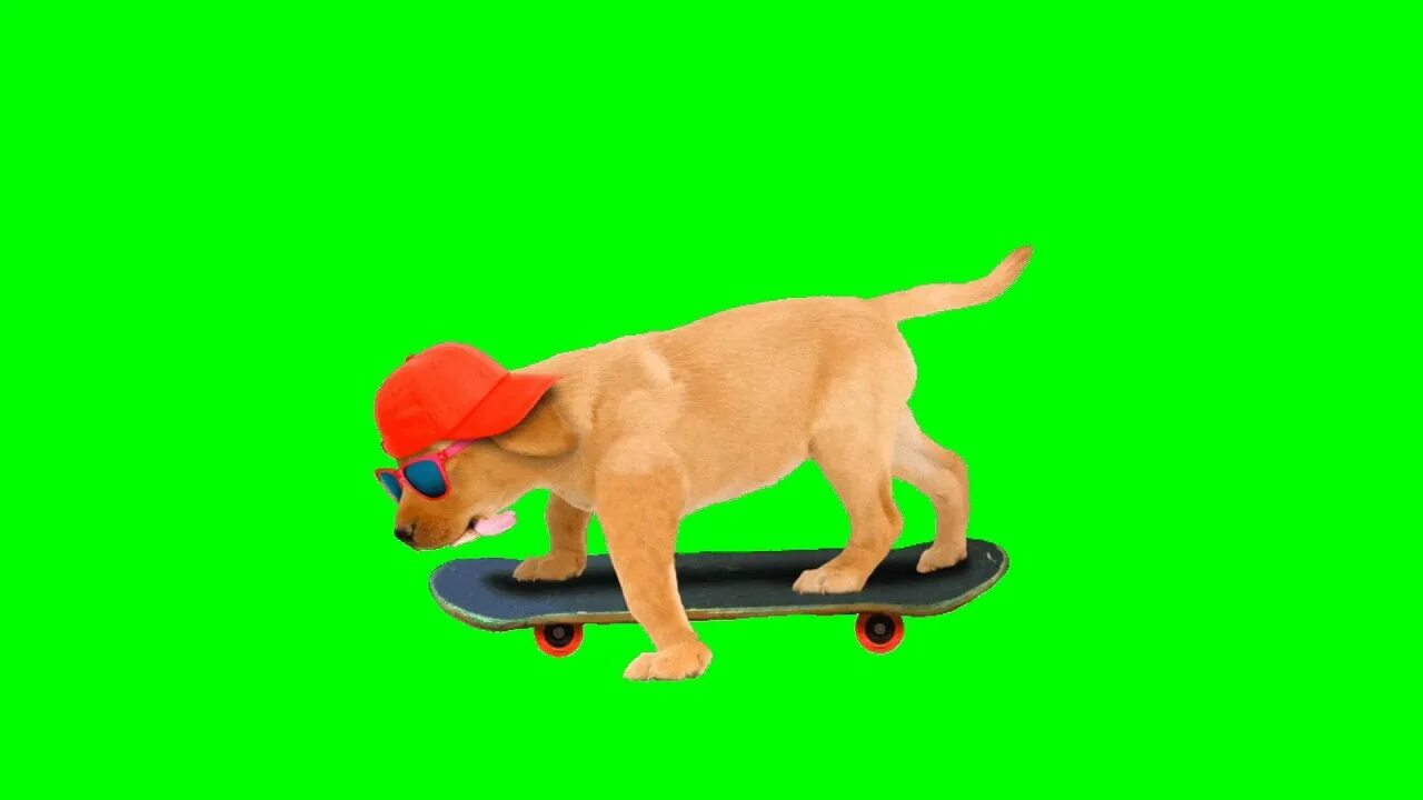 Кот хрустит хромакей. Собака хромакей. dog green screen. собаки музыканты хромакей. голова сутулой собаки хромакей.