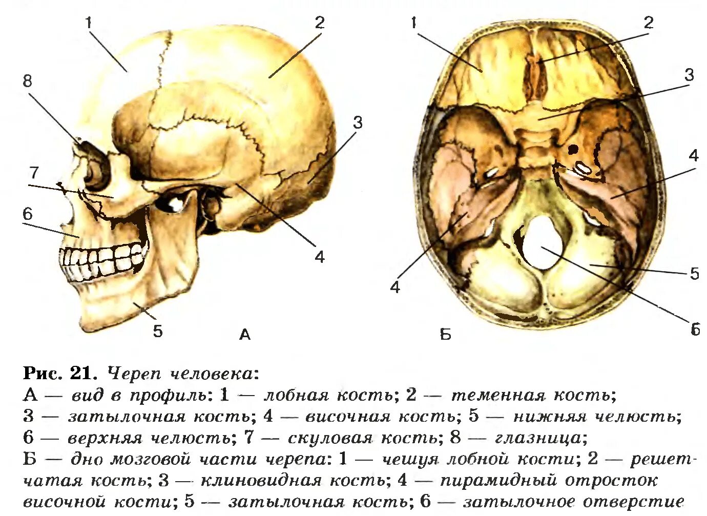 Части черепа человека названия. Кости скелета черепа человека. Строение головного черепа человека. Череп человека с названием костей. Черепно мозговую кость