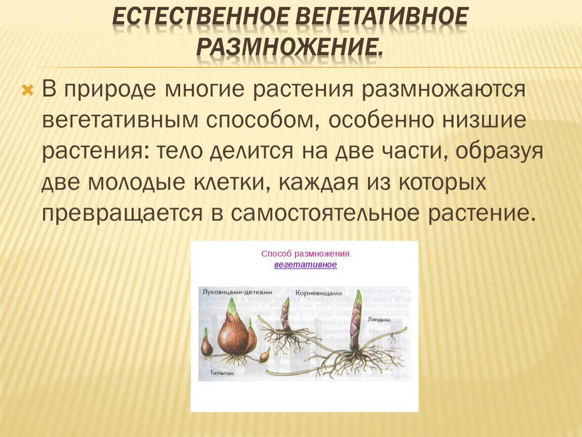 Способы вегетативного размножения с примерами. Метод вегетативного размножения растений. Способ размножения вегетативное размножение у растений. Способ вегетативного размножения растений клубнелуковица растения. Примеры естественного вегетативного размножения растений.