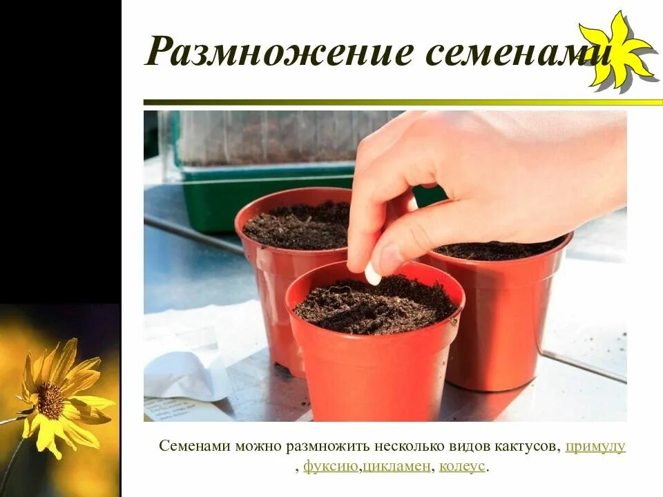 Размножение семенами. Размножение комнатных растений семенами. Семенное размножение комнатных растений. Комнатные цветы, размножаются семенами.