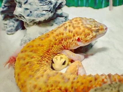 Кричащий эублефар