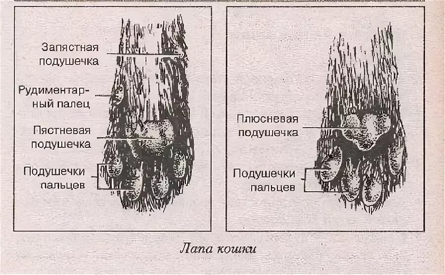 Сколько пальцев у кошки на задних лапах. Передние кошачьи лапы строение. Строение кошачьих лап передних. Строение передней лапы Йорка. Передние лапы кошки строение.