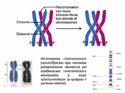 Происходит кроссинговер митоз и мейоз