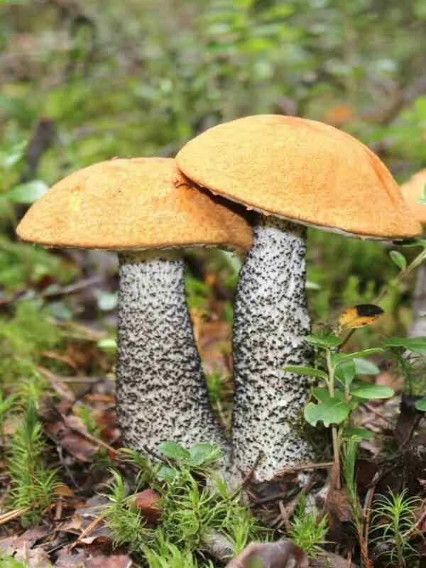 Как выглядит подосиновик гриб фото Подосиновик красный (Leccinum aurantiacum). Фото на сайте "Грибы Калужской облас