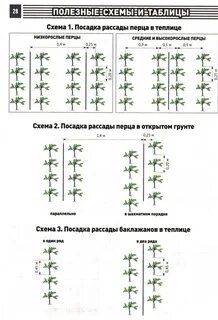 Схема рассадки помидор