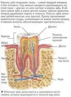 Промежутки между органами заполнены рыхлой