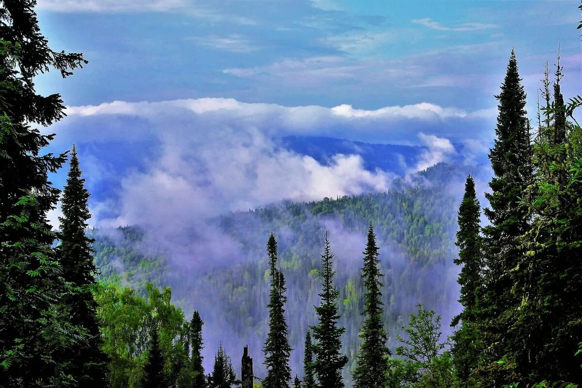 заповедник малая сосьва в хмао-югре. тайга дышит. памятник природы сосновый бор мантурово.