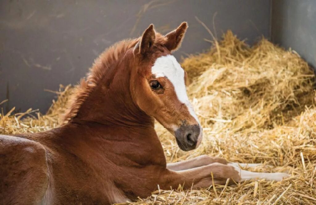 Ринопневмония лошадей вирус. Ринопневмония лошадей. Ветеринар и лошадь. Ринопневмония лошадей. Ринопневмония лошадей вирус.