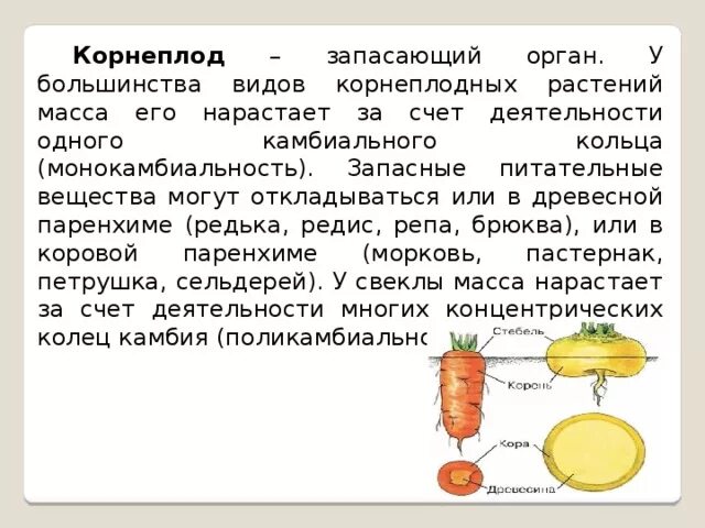 Запасные питательные вещества откладываются в. У растения питательные вещества откладываются. Запасные вещества откладываются где. Основное запасное вещество растений. Клеточные включения строение и функции.