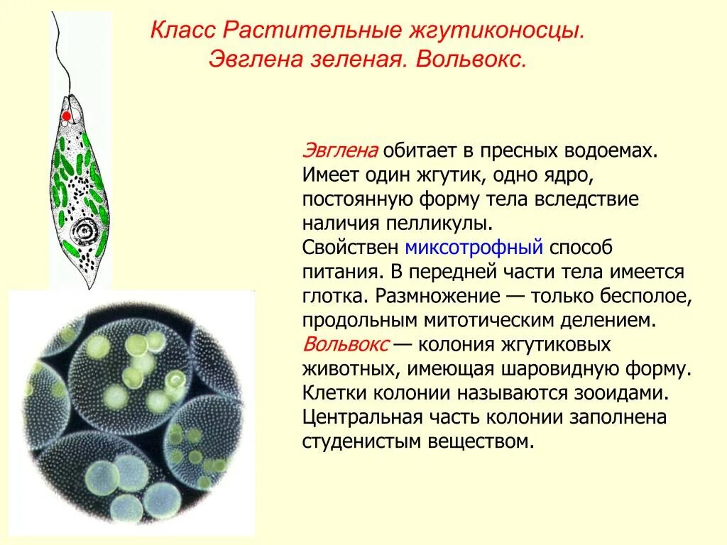 Вольвокс жгутиконосцы. Колониальные жгутиконосцы вольвокс. Вольвокс растительный жгутиконосец. Строение вольвокса жгутиковые.