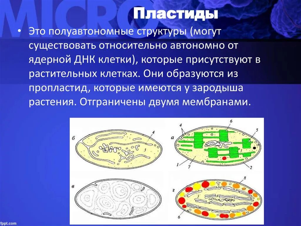 Какая функция пластид. Пластиды это в биологии функции. Строение органоида пластиды. Строение ЭПС пластиды. Клетка с пластидами и хлоропластами.