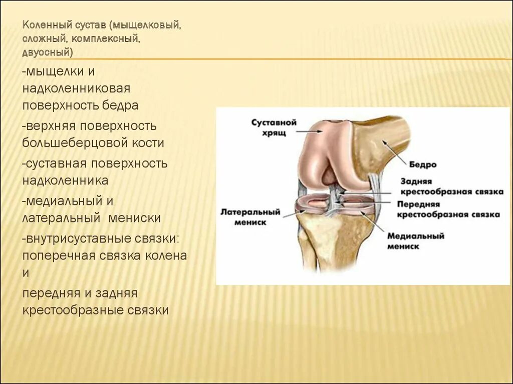 Коленный сустав соединение костей. Коленный сустав классификация анатомия. Коленный сустав мыщелковый. Мыщелковый сустав колена. Коленный сустав таблица