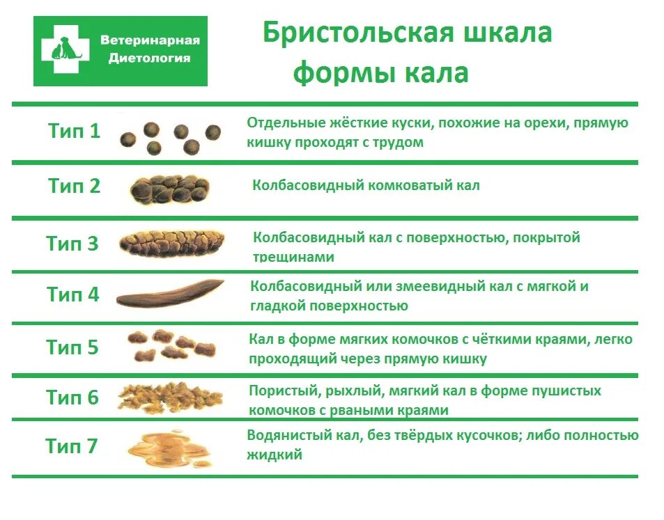 Бристольская шкала кала у котенка. Нормальный кошачий кал. Нормальный стул у взрослого.