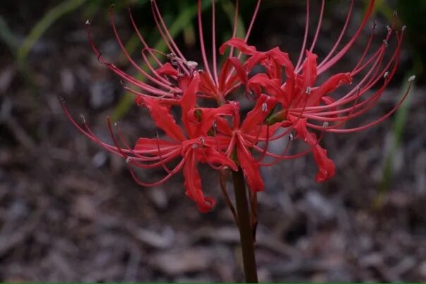 Lycoris squamigera. Ликорис лучистый. Ликорис паучья лилия. Ликорис паучья лилия голубая. Ликорис лучистый.