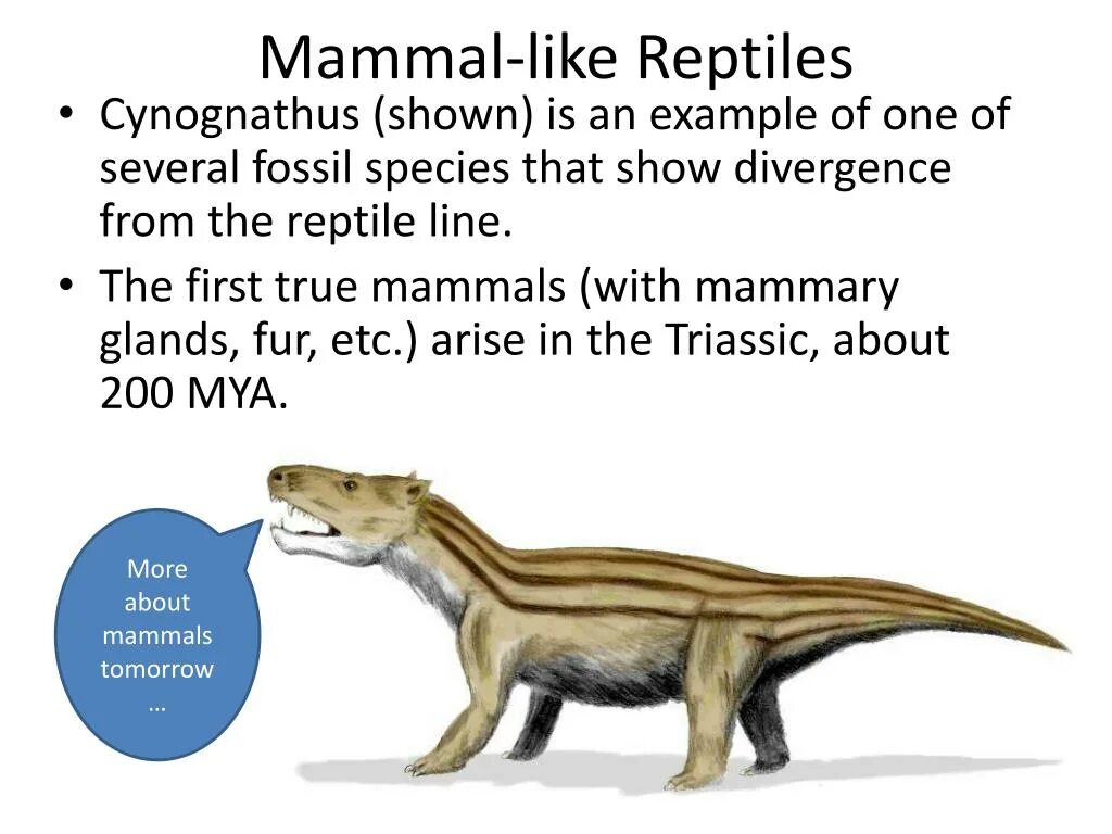 Reptiles mammals. Группы пресмыкающиеся циногнатус. Певериди на русский mammals. Reptile examples. Reptiles перевод.