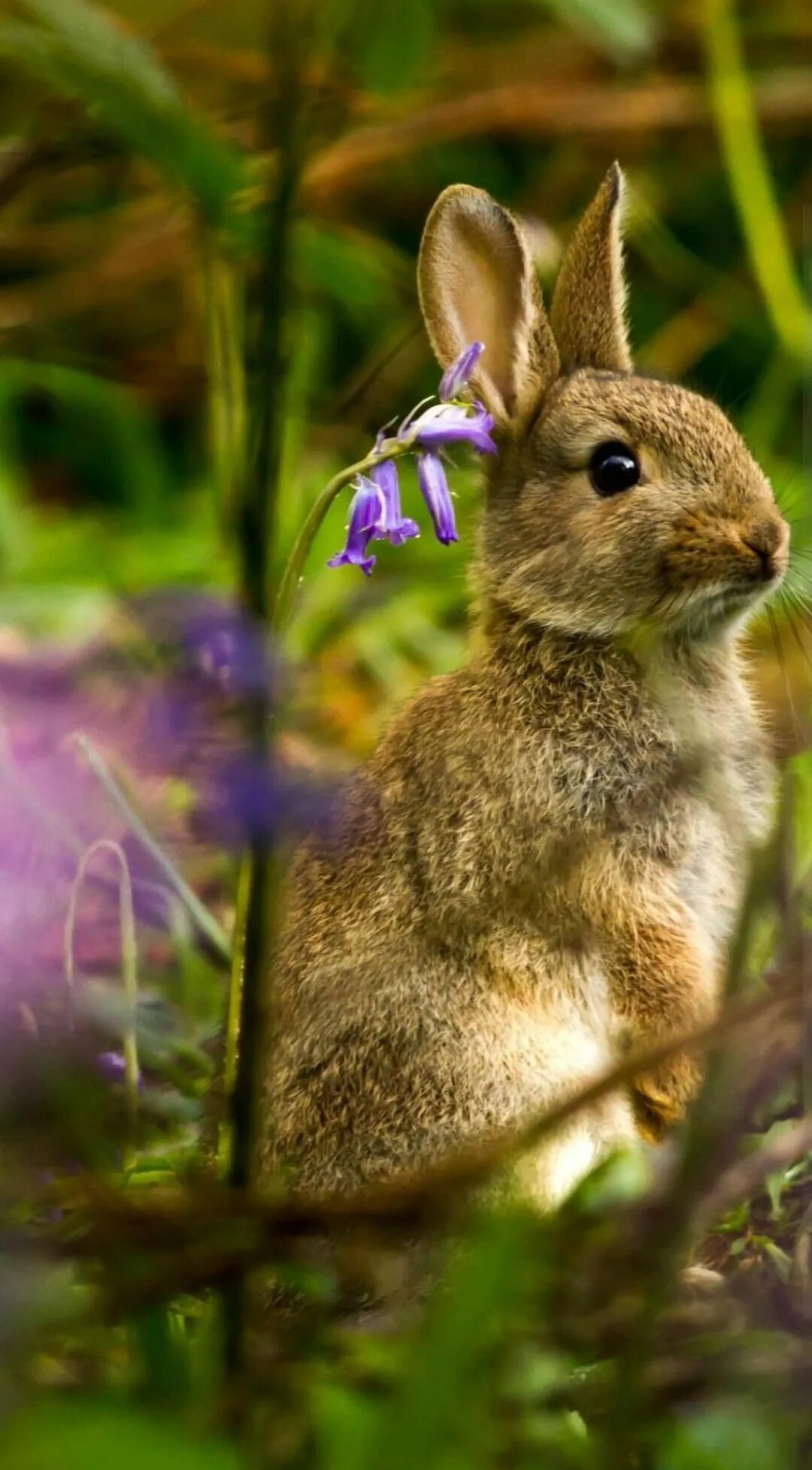 Зайчик зайчата. Заяц Русак с зайчатами. Заяц в лесу. Заяц летом. Природа и животные.