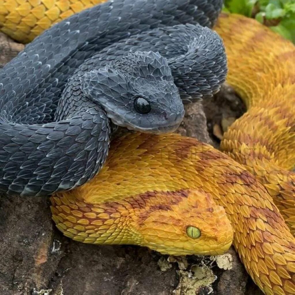 Фото змей. Шершавая древесная гадюка (Atheris squamigera). Кустарниковая гадюка (Atheris. Голубая куфия гадюка. Желтобрюх змея.