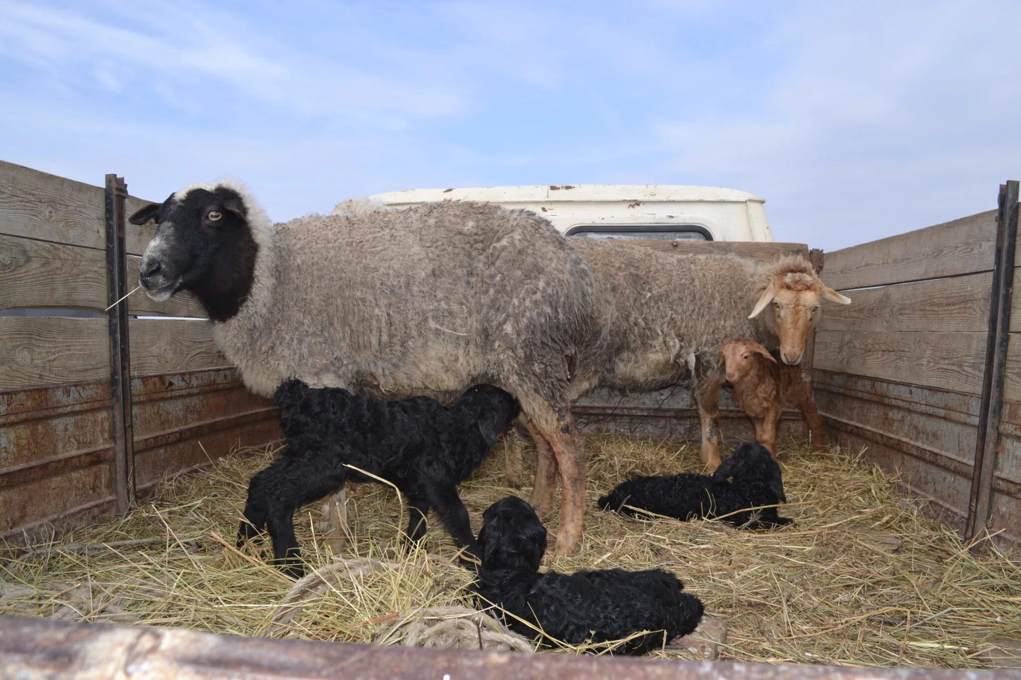 теленок и ягненок. теленок и ягненок. русская народная сказка телёнок. овечка и теленок. коза с ягненком.